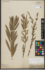 Foto von Salix purpurea L. x Salix viminalis L.